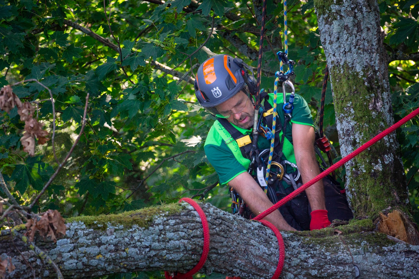 Klettertechnische Sektionsfällung