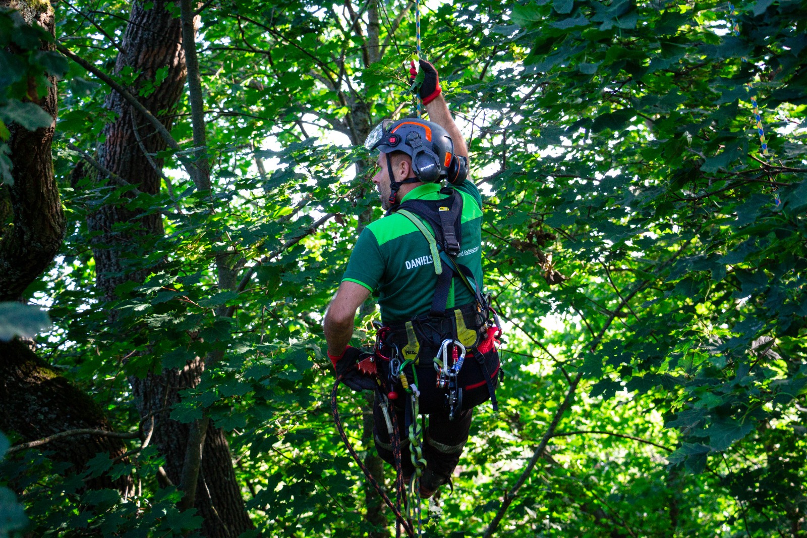 Eingehende Baumkontrolle in der Krone