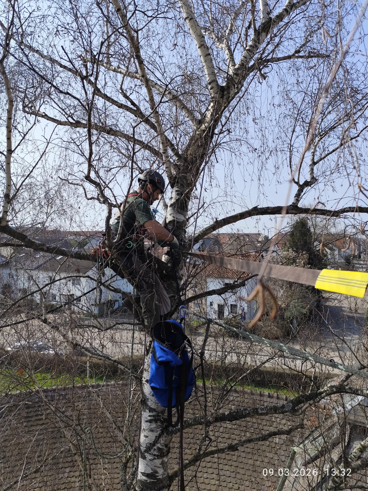 Kronenrückschnitt Birke