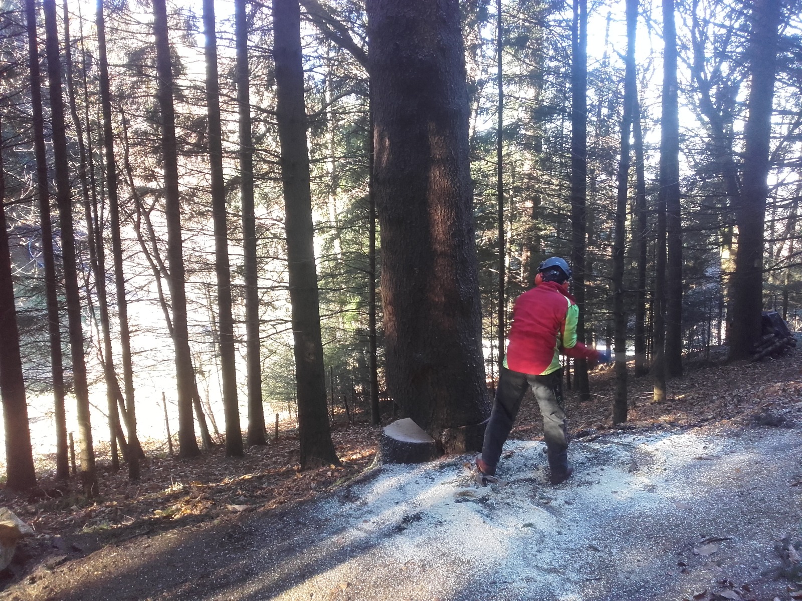 Professionelle Baumfällung im Forst