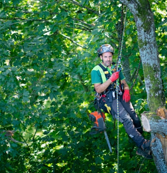 Prüfung zum European Tree Technician