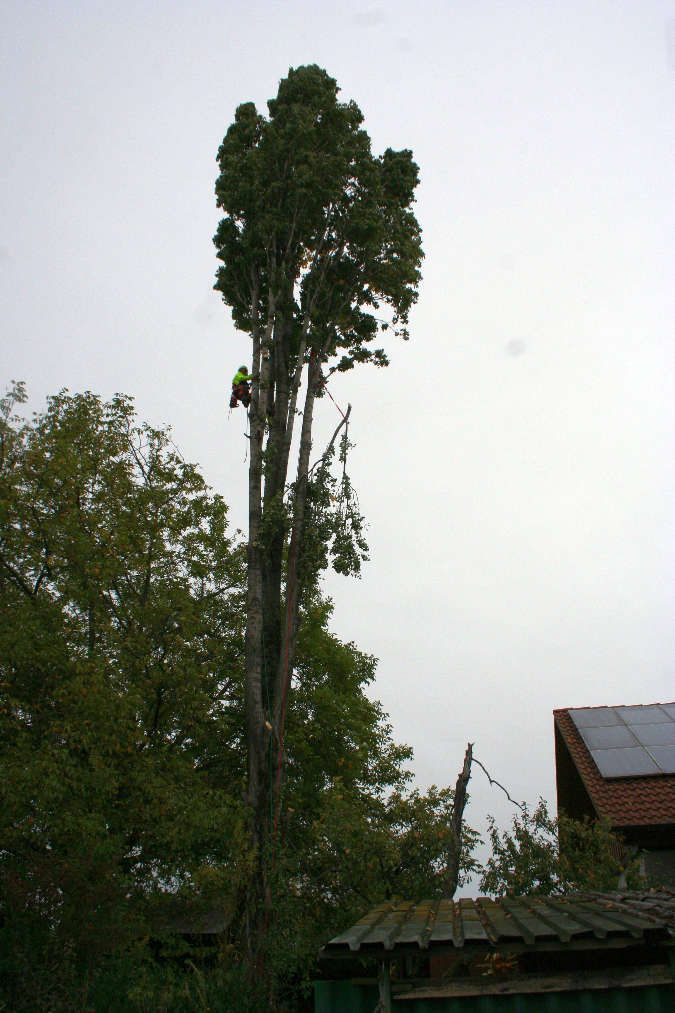 Baumfällsaison eröffnet