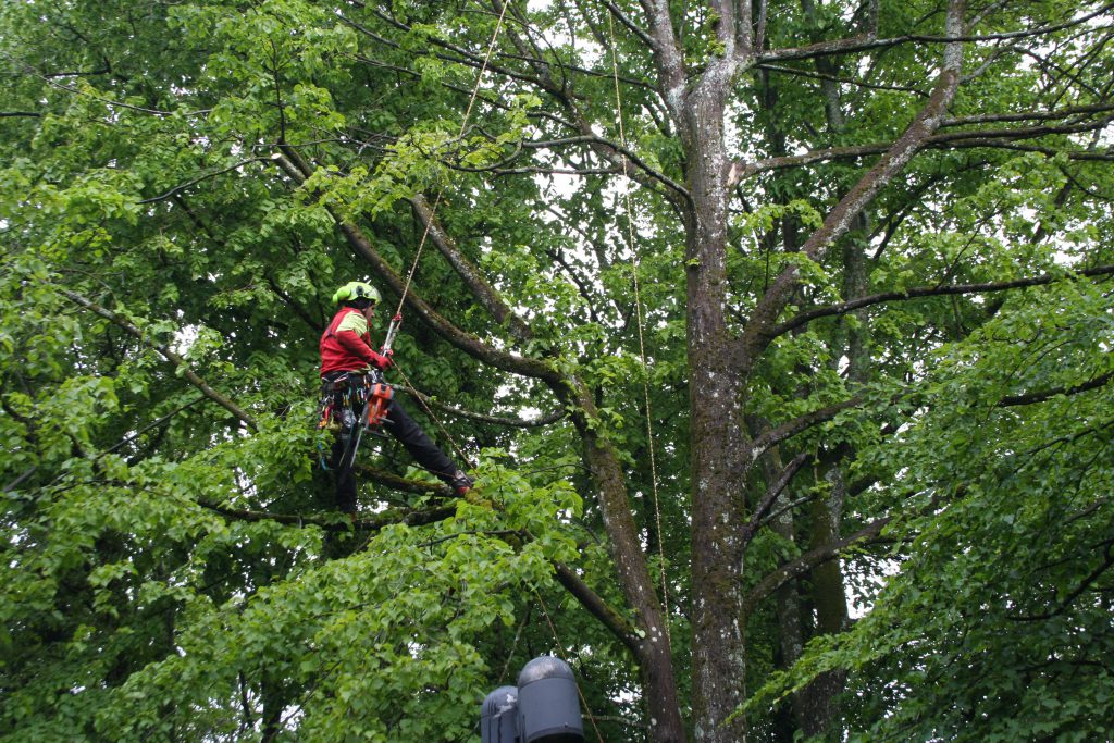 Experten-Interview zur Baumpflege